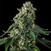 Presidential Pardon, Фасовка: 3